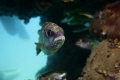   Inland sea one places dive shore  